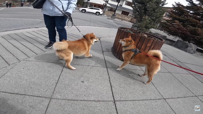 柴犬さんに遭遇！