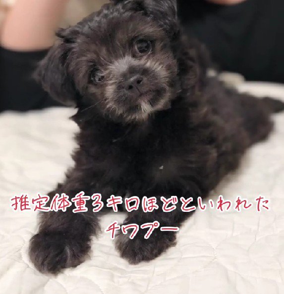 子犬のくろちゃん