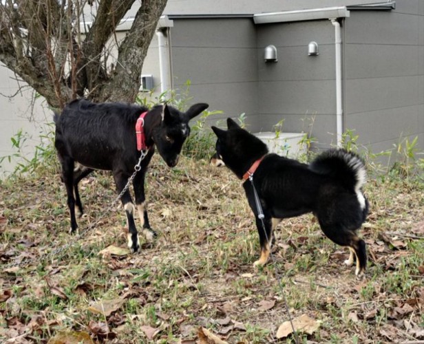 仲良くなれる？