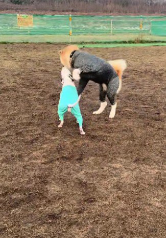 泥よけとして効果抜群…！！