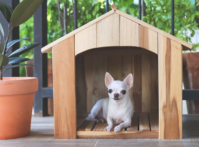 犬小屋で過ごす犬