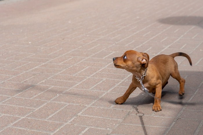 身構える茶の犬