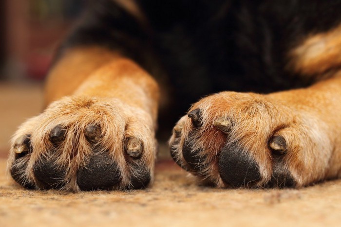 茶黒の犬の前足の先のアップ