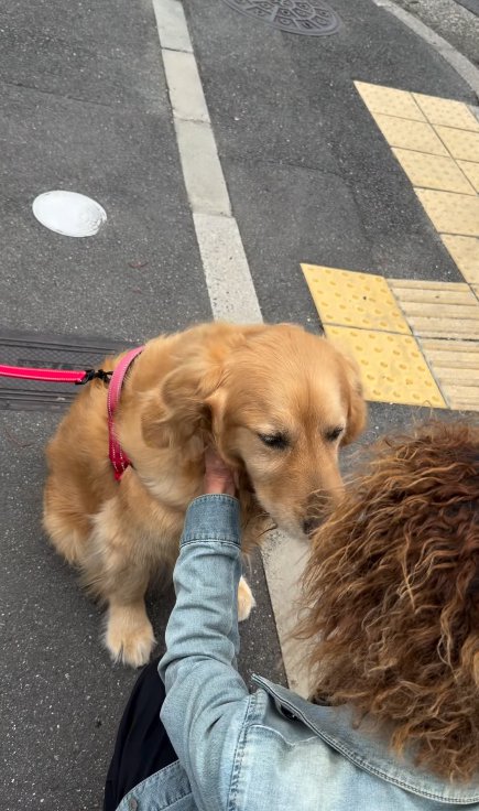 小さい頃からの友達に撫でてもらう大型犬