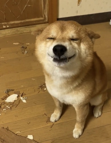 目を細める犬
