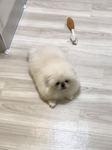 ペキニーズ