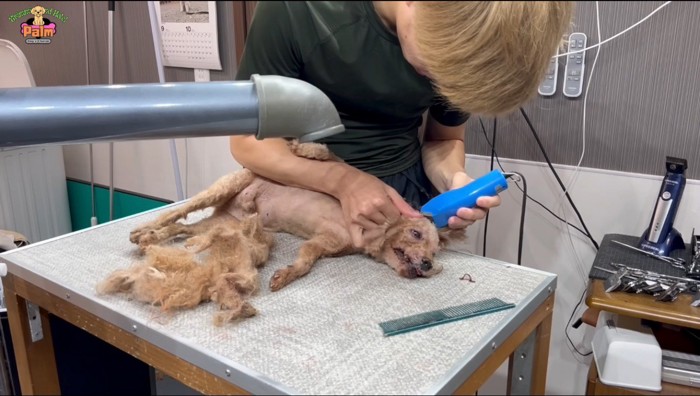 バリカンで体の毛を刈られる犬