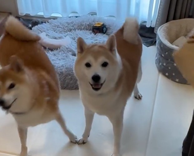 笑顔の柴犬