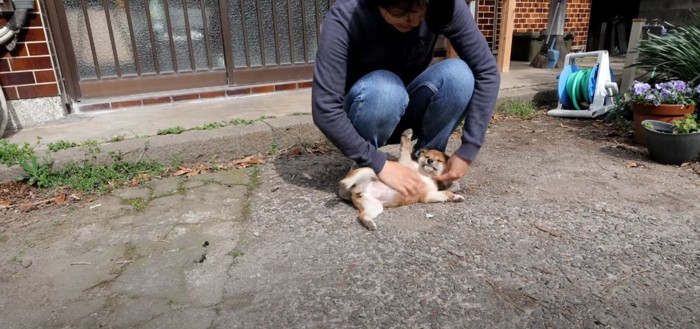 お腹を出して甘える子犬