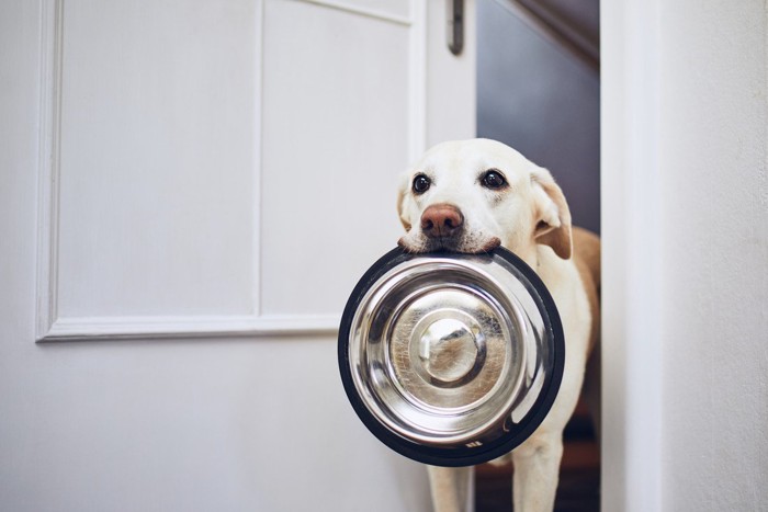 空のボウルを咥えて起こしにきた犬