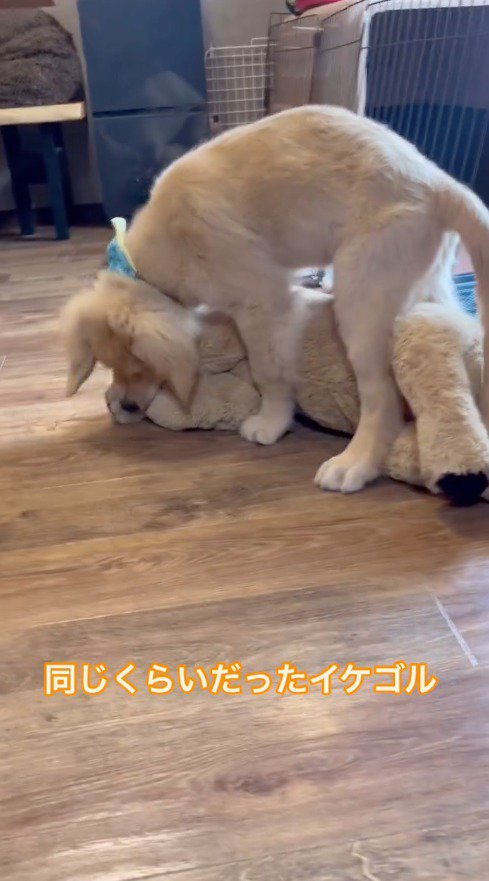 ぬいぐるみの上にまたがって、ぬいぐるみの腕を噛む犬