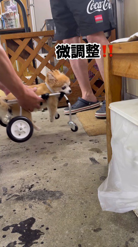 店員に車椅子のまま抱き上げられる犬