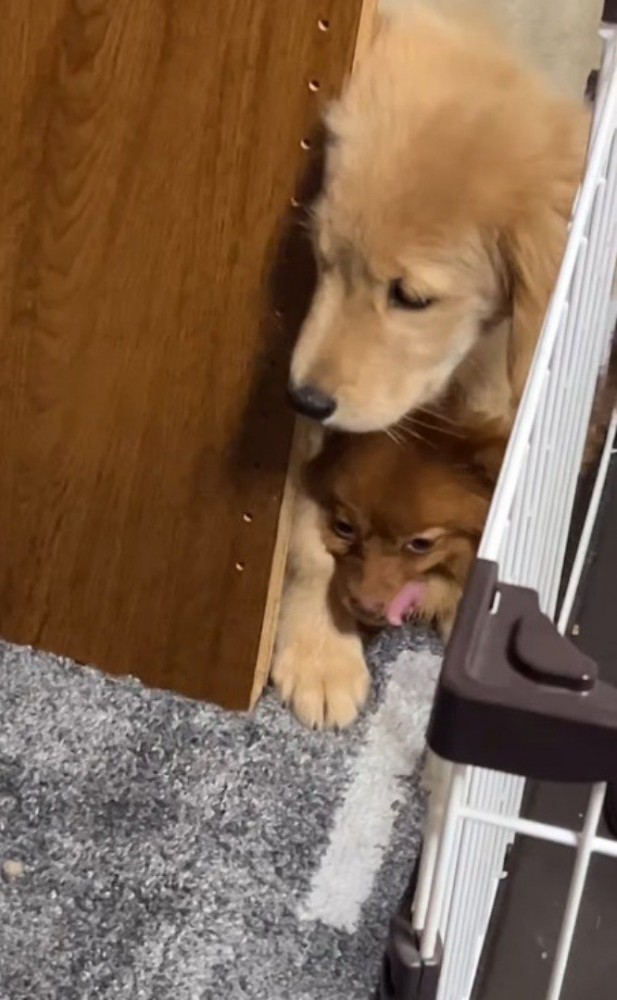 小型犬の上に乗る大型犬の子犬