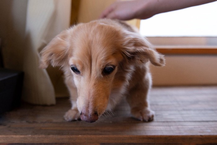 老犬と手