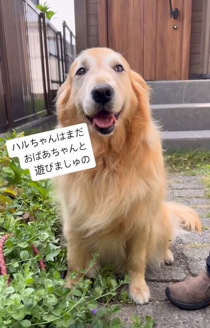 まだ遊びたいハルちゃん