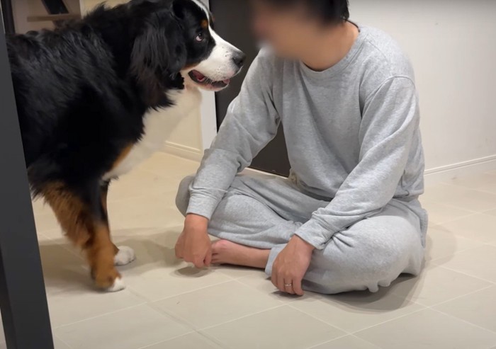 人の顔を見つめる犬