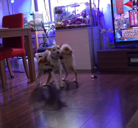 妹犬を背中に乗せたまま回る姉犬