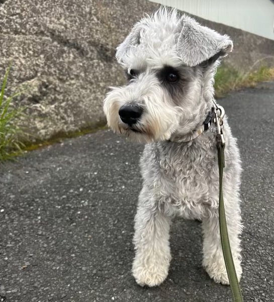 散歩する小型犬