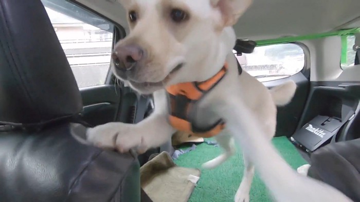 車の中で大興奮！