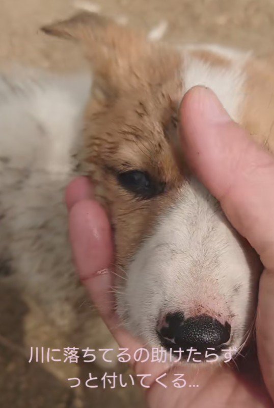 現在は新しい飼い主の元へ