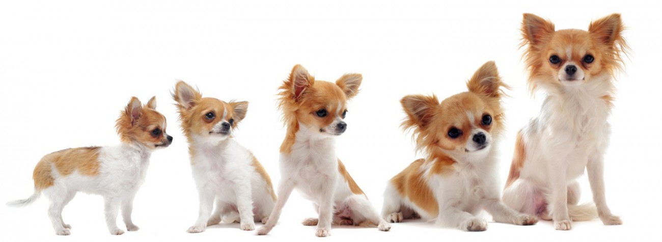 子犬から成犬までのチワワの成長過程