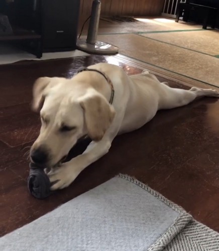 靴下をかじる犬