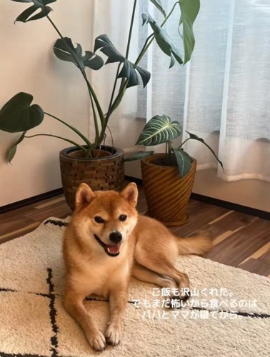 笑顔で伏せる柴犬