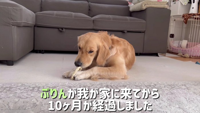 ぷりんちゃんが仲間入り♡