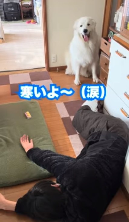 ドレミちゃんに訴える飼い主さん