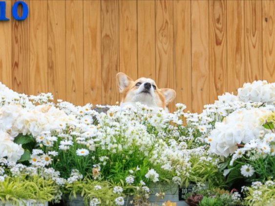 あるある