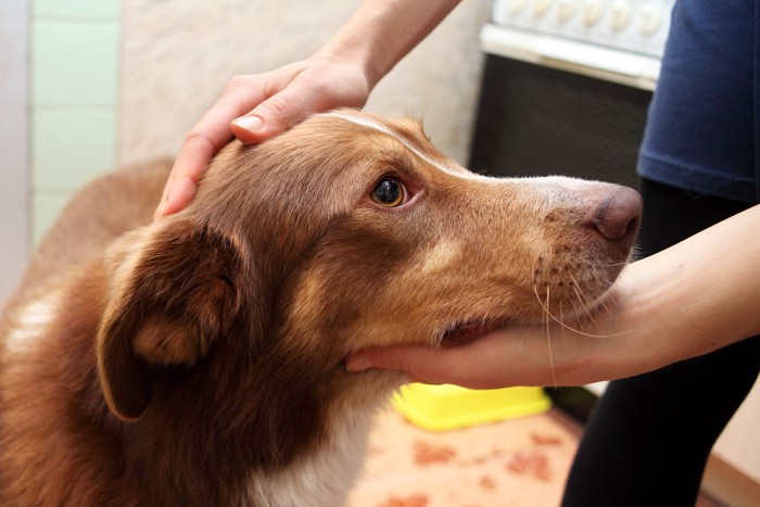撫でられて不安そうな犬