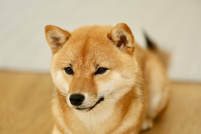 見つめる柴犬