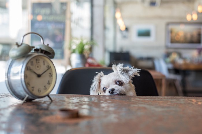 時計を見つめる犬