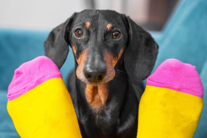 靴下を前にする犬