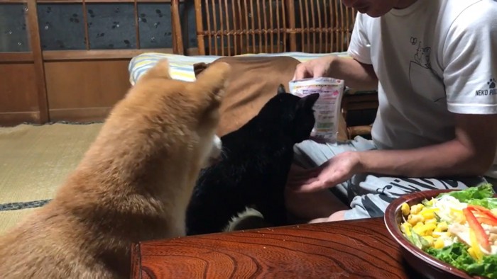 天くんに「お手」と言ったら…
