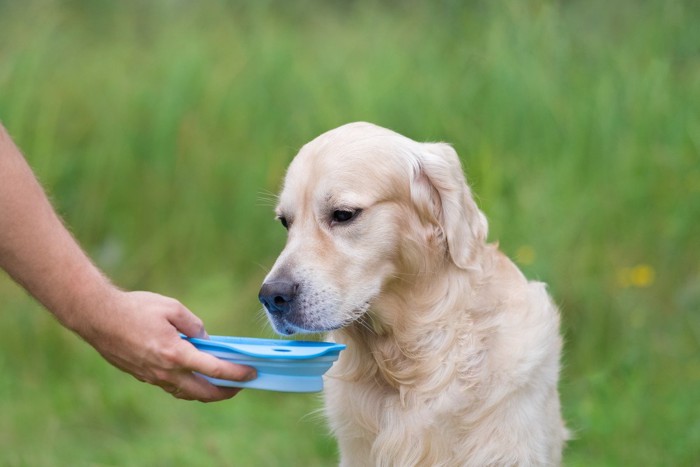 差し出された水を飲もうとしない大型犬