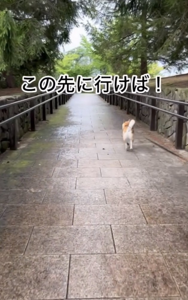 ダッシュする犬