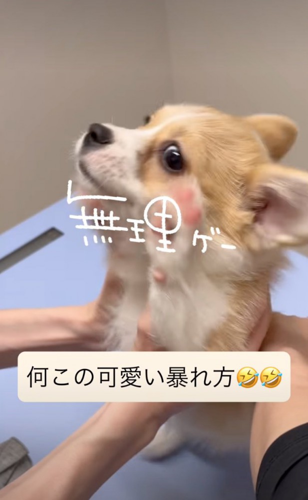 前足を上げる子犬2
