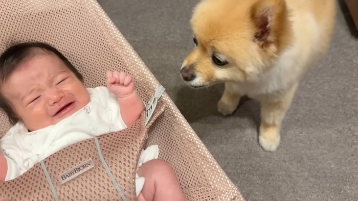 ポメくんが戻ってきました