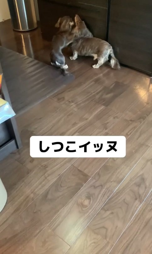 ご実家の愛犬『リア』ちゃんと…