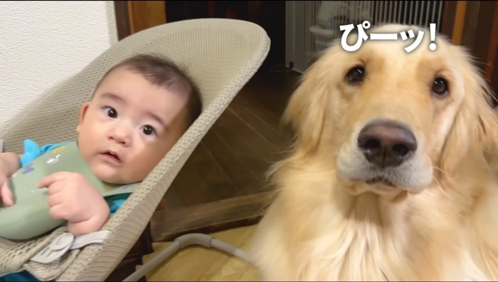 「ピー」と鳴く犬