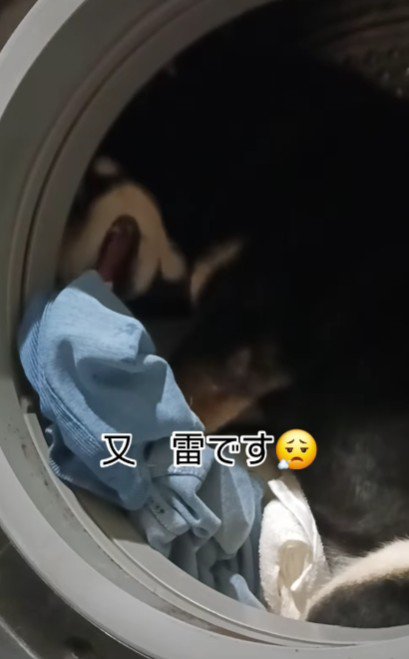 雷苦手な定春くんは…