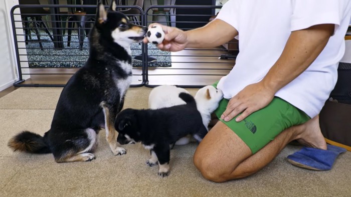 ボールを親犬に見せる男性