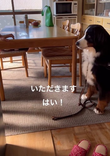 挨拶する犬