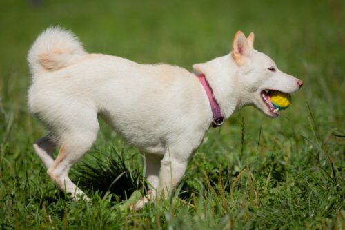 ボールを咥えて走る白い柴犬