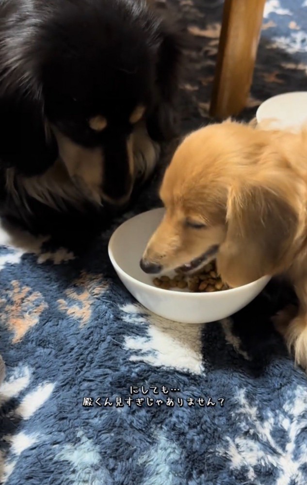 茶色い犬の食事風景を近くで見つめる黒い犬