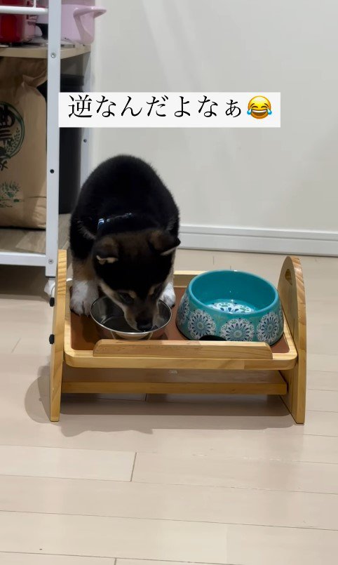 水を飲む猪之助くん3