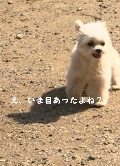 アップの犬
