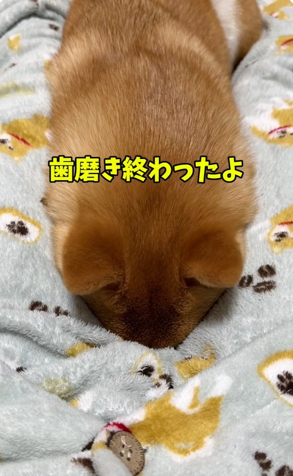 拗ねるはなちゃん