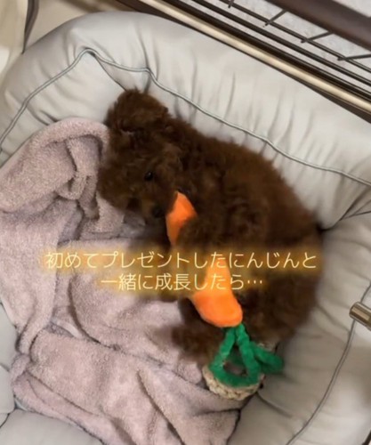 ベッドの上でぬいぐるみを抱きしめる子犬